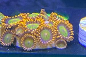 Zoa - Mandarin Orange Thumbnail