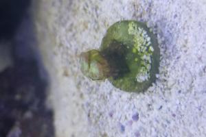 Candy Cane Coral Thumbnail