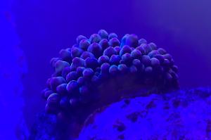 Bubble Tip Anemone Thumbnail