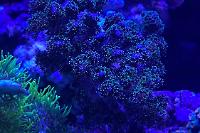 pocillopora Thumbnail