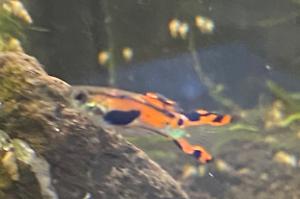 Endler Guppy Thumbnail