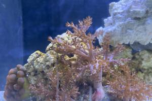 Kenya Tree Coral Thumbnail