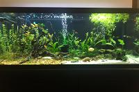 My 75 Gallon on Jul 6, 2020