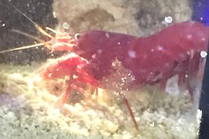 Pistol shrimp Thumbnail