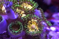 Lemon Pinwheel zoa Thumbnail