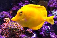 Yellow Tang Thumbnail