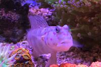 Pink Spot Watchman Goby Thumbnail