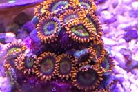 Fruit Loops Zoa Thumbnail