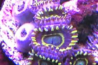 Blue Hornet Zoa Thumbnail