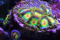 Rasta Zoa Thumbnail