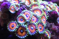 Wammin’ Water mellon Zoa