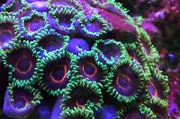 Purple Hearts Zoa Thumbnail