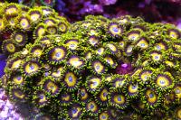 Scrambled eggs Zoa Thumbnail