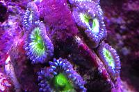 Granny Smiths Zoa Thumbnail