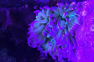 Corkscrew Anemone Thumbnail