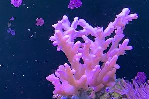 Granulosa Acropora Thumbnail