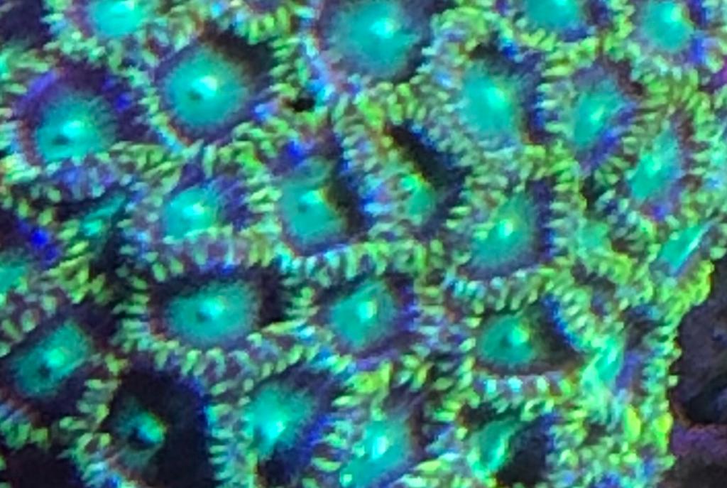 Radio Active Dragon Eyes Zoa