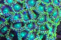 Radio Active Dragon Eyes Zoa Thumbnail