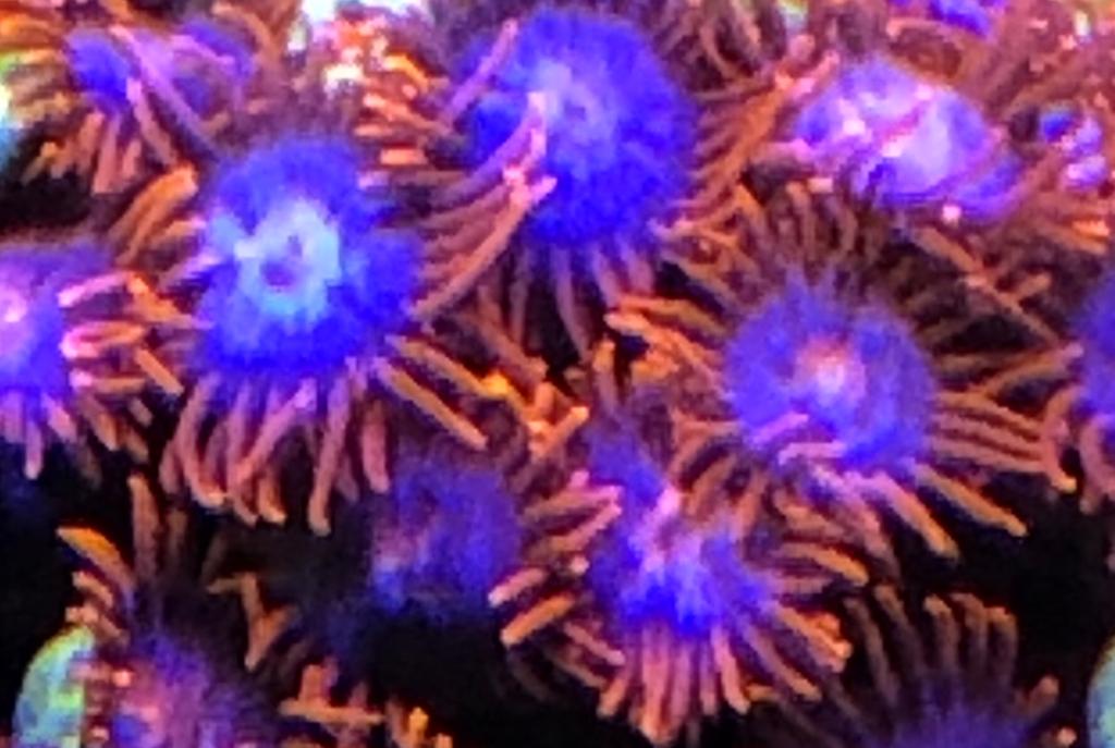 Fire & Ice Zoa