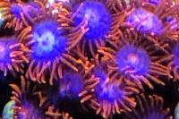 Fire and Ice Zoa Thumbnail