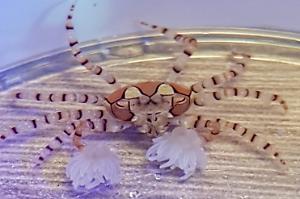 Pom Pom Crab Thumbnail