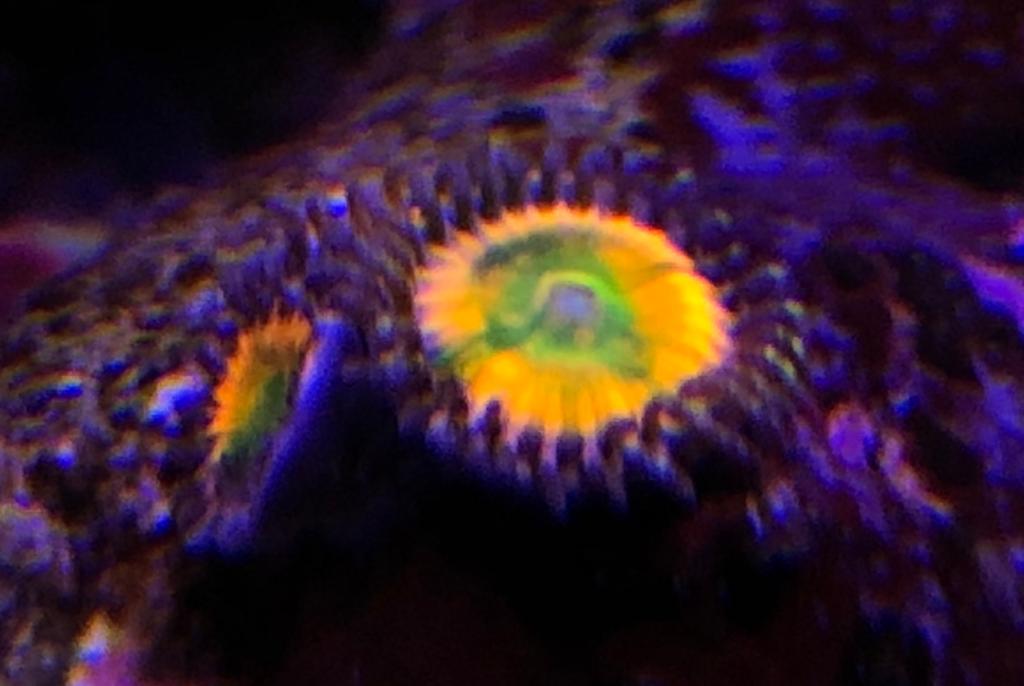 Sunny D Zoa