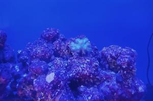 Pocillopora Thumbnail