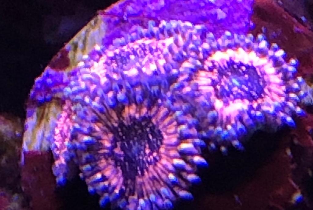 Pink Zipper Zoa