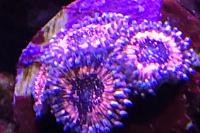 Pink Zipper Zoa Thumbnail