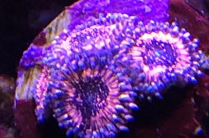 Pink Zipper Zoa Thumbnail