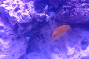 Philippine yellow tang Mimic Tang Thumbnail