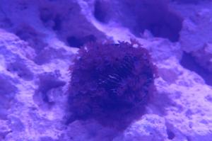 Glove Polyp Thumbnail