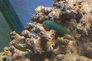 Green Clown Goby Thumbnail