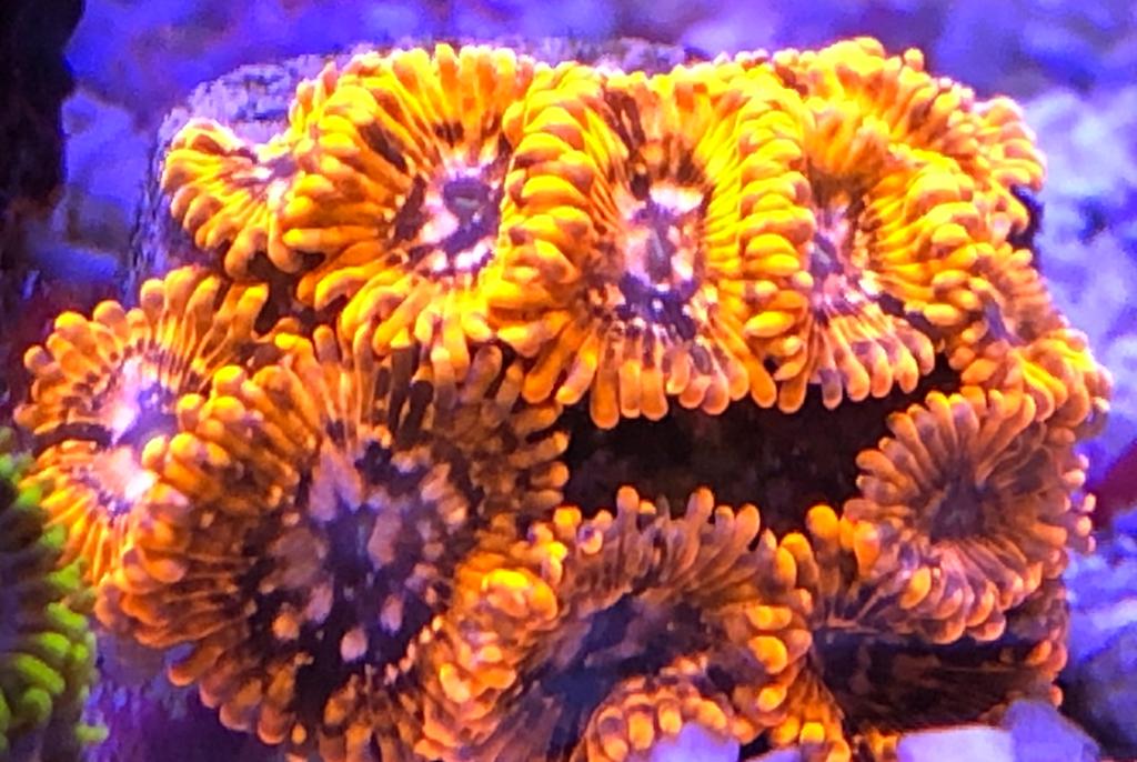 Utter Chaos Zoa