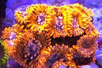 Utter Chaos Zoa