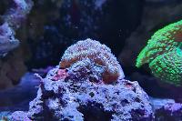 Acan Lord Thumbnail