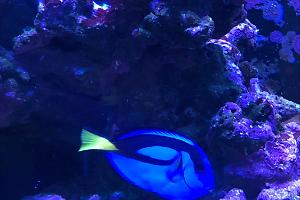 Blue tang Thumbnail