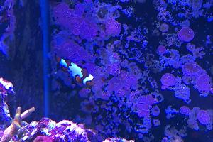 Snowflake clownfish Thumbnail