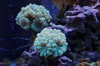 Candy Cane Coral Thumbnail