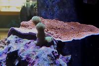 Green Branched Montipora Coral Thumbnail