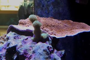 Branched Montipora Coral