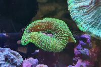 Lobophyllia Brain Coral Thumbnail