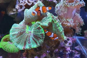 Trachyphyllia Brain Coral