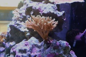 Birdsnest Coral Thumbnail