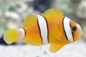 Clarkii Clownfish Thumbnail