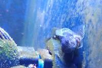 Lawnmower Blenny Thumbnail