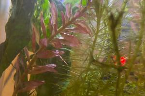 Rotala rotundifolia Thumbnail