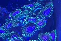 Purple Monster Acropora Thumbnail