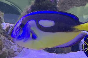 Dory Thumbnail