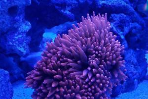 Rose Bubble-tip Anemone Thumbnail